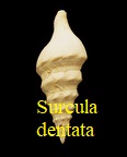 Surcula dentata, Lamarck 1804